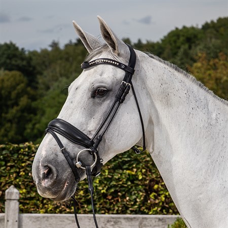 Dressage